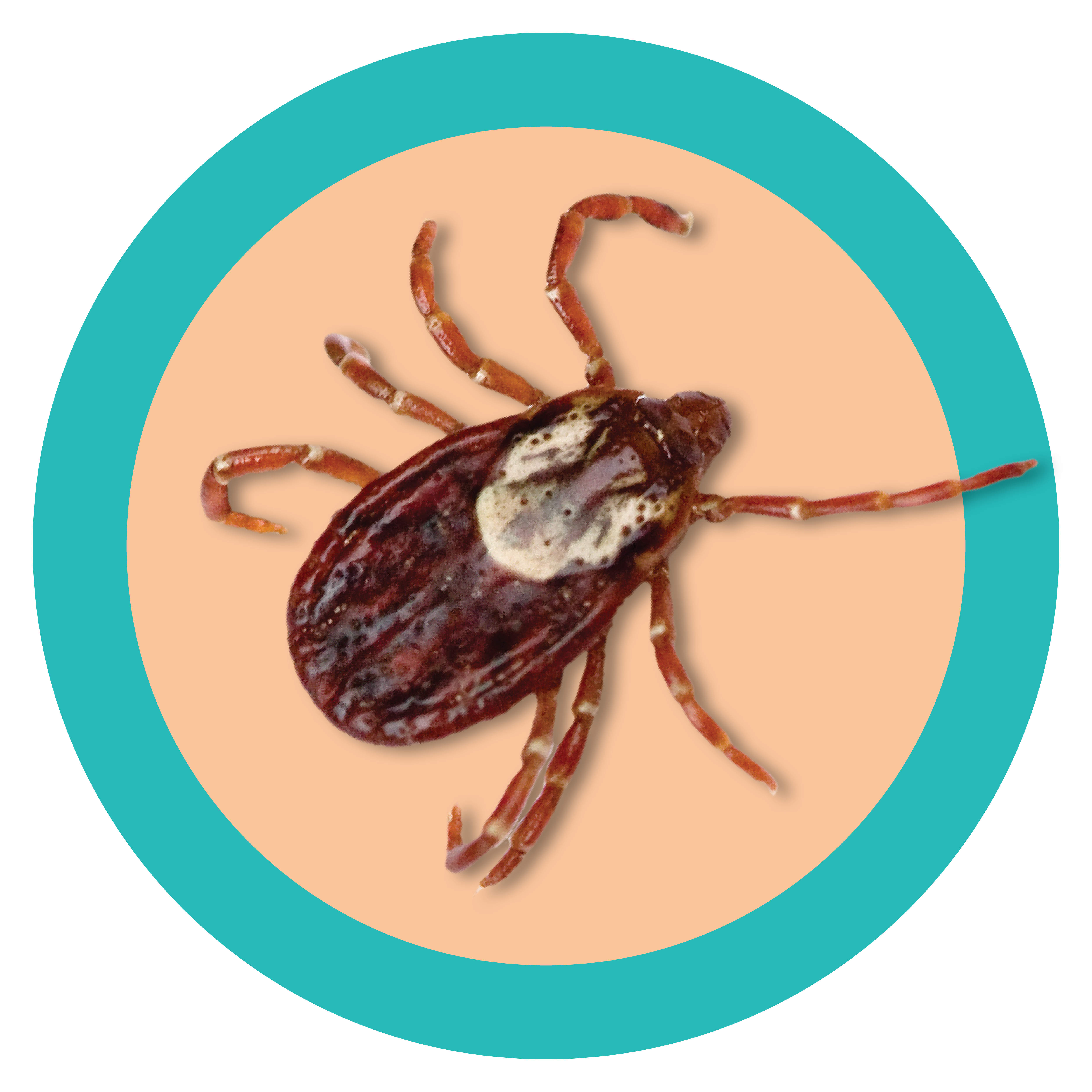 American Dog Tick