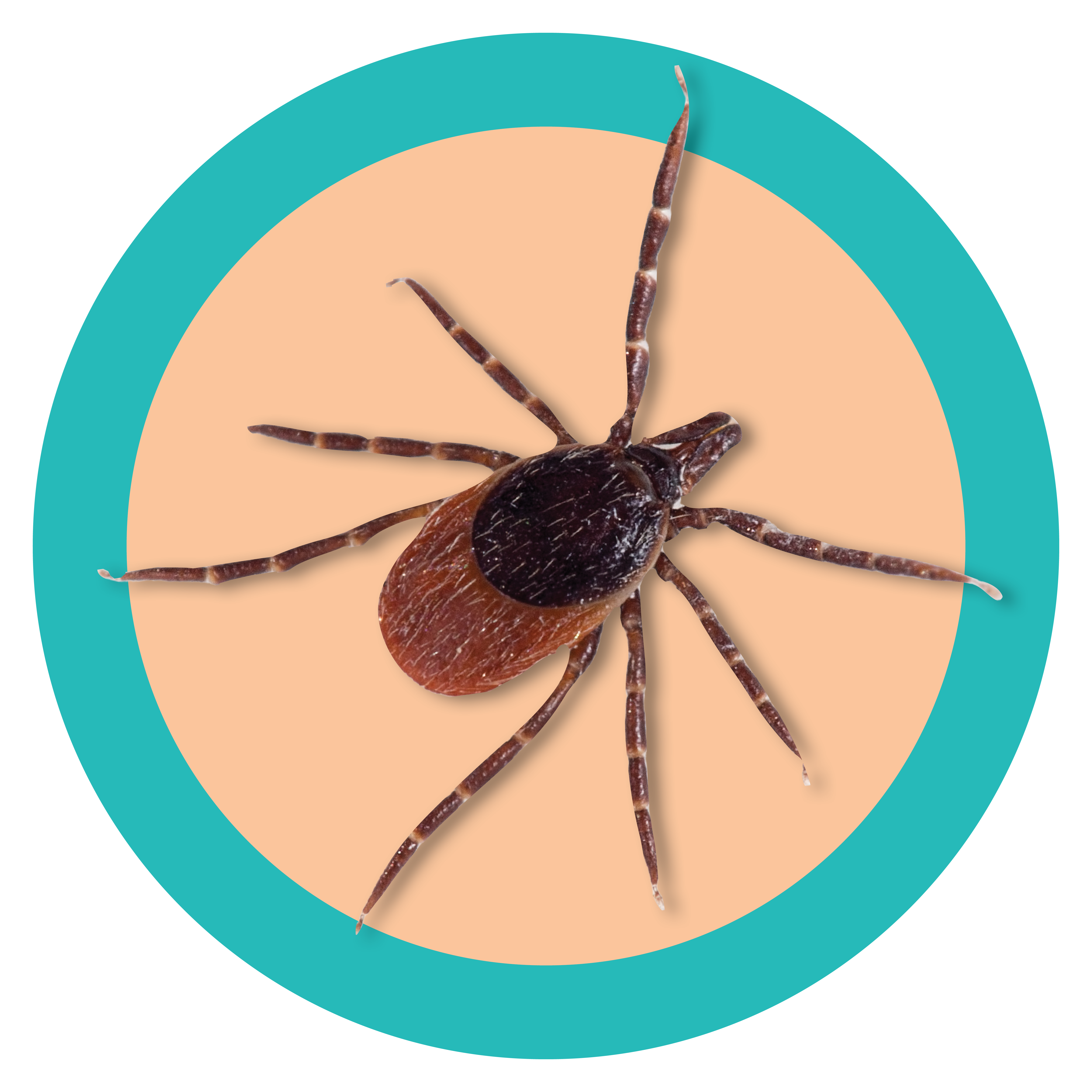 Blacklegged Tick