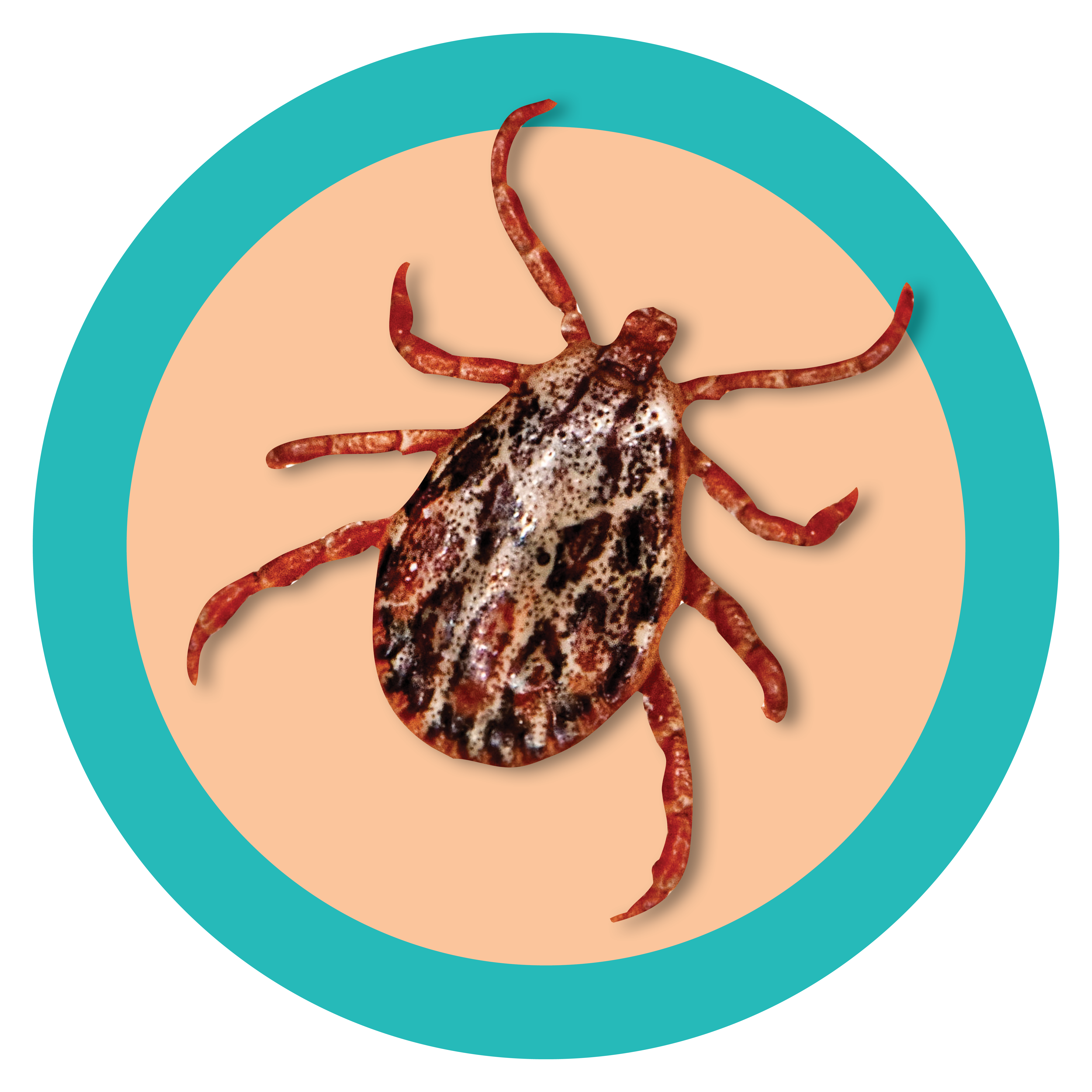 Lonestar Tick
