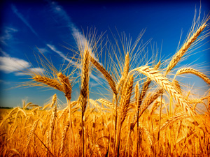 wheat-free